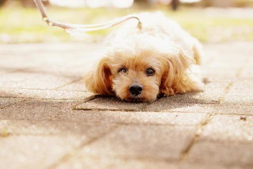お散歩ワンコ(トイプードル) お散歩ワンコ(トイプードル) 犬,トイプードル,トイプーの写真素材