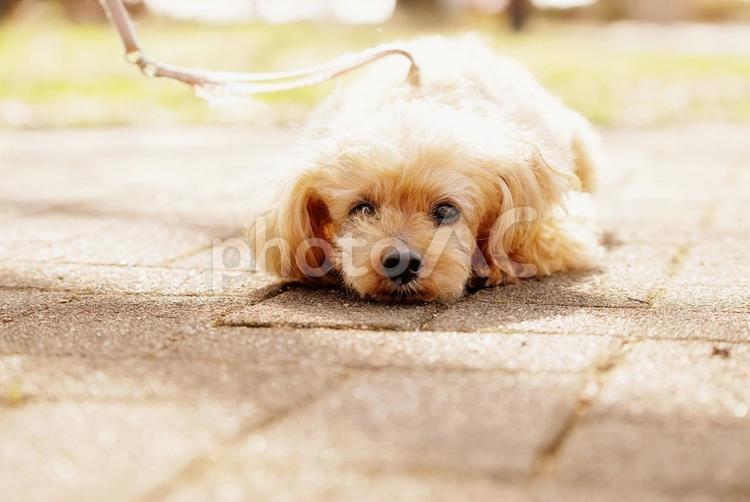 お散歩ワンコ（トイプードル） 犬,トイプードル,トイプーの写真素材