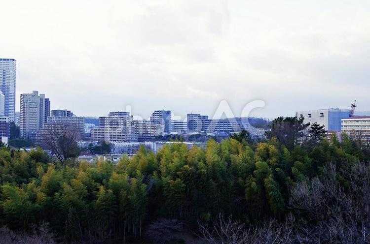 千里ニュータウンの風景 千里ニュータウン,森,竹林の写真素材