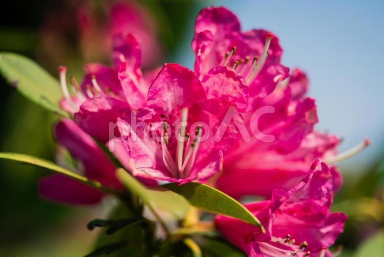 春に咲く鮮やかなつつじの花 東京,武蔵野市,春の写真素材