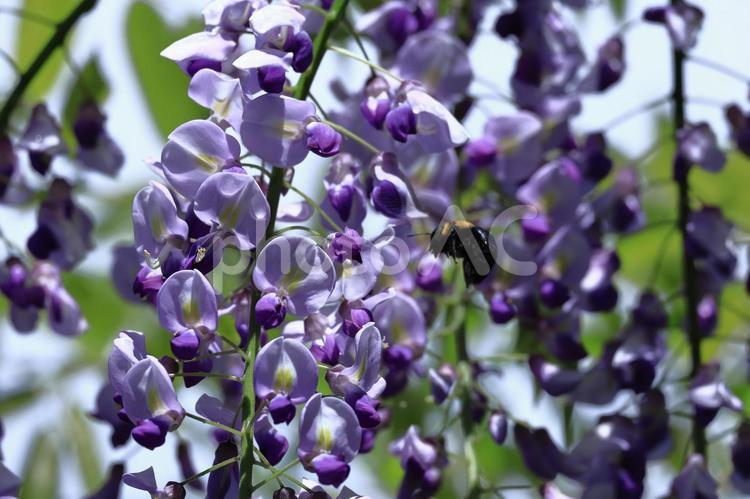 美しく垂れ下がる フジ(藤),花,マメ科の植物の写真素材