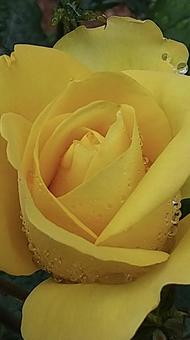 黄色い薔薇 黄色い薔薇の写真