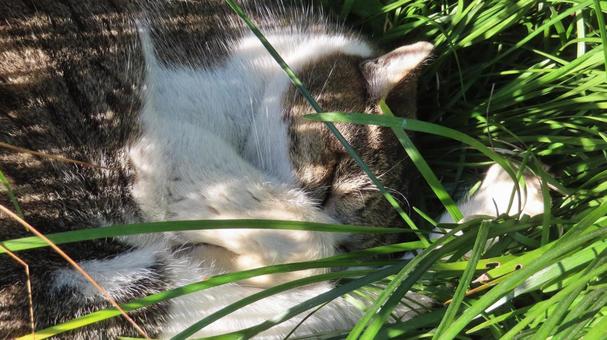 日向ぼっことお昼寝が日課のもふもふな猫様 猫,キジシロ,眠り猫の写真素材