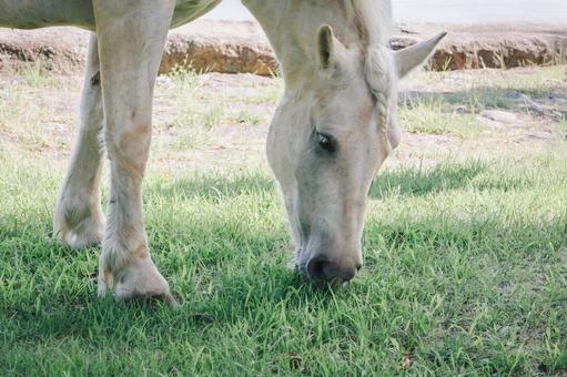 白い馬 白い馬 馬,白い馬,白の写真素材