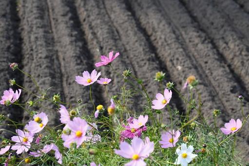 コスモス コスモス,植物,花の写真素材