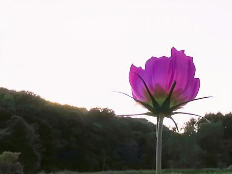 コスモスの写真