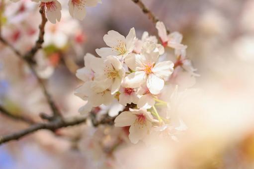 桜 桜の写真