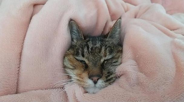 キジトラの猫の写真