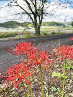 畦道に咲く彼岸花 畦道に咲く彼岸花 空,彼岸花,畦道の写真素材