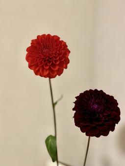 花 花