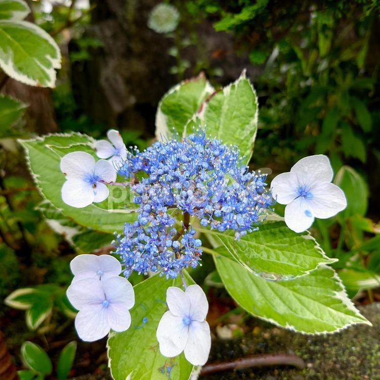 まだ　小さいガクアジサイの花 紫陽花,ガクアジサイ,水色の写真素材