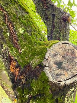 苔むした木の幹 苔むした木の幹の写真