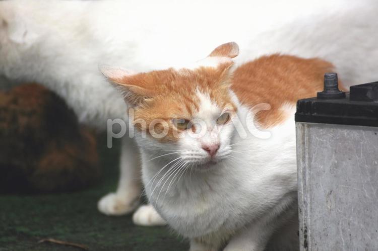 イカ耳の路地の白茶猫 ネコ,ノラ猫,白茶猫の写真素材