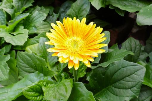 春と秋に咲くガーベラの花 黄四季咲き 春と秋に咲くガーベラの花 黄四季咲き ガーベラ,花,ガーデニングの写真素材