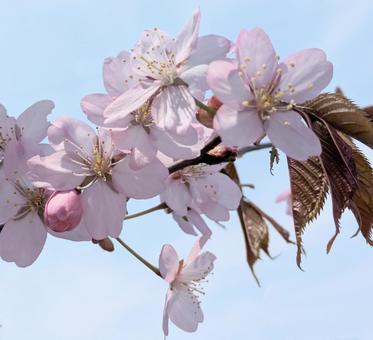 遅咲きのかわいい桜 エゾヤマザクラ,木,花の写真素材