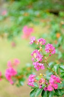 Photo, রেড হান্ড্রেড দিন, কাঠ, ফুল, 