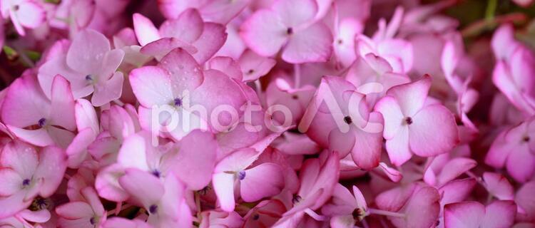 ピンクのアジサイ、紫陽花 アジサイ,あじさい,紫陽花の写真素材