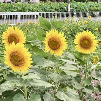 花★向日葵 ひまわり ヒマワリ 花★向日葵 ひまわり ヒマワリ 黄色,向日葵,ヒマワリの写真素材