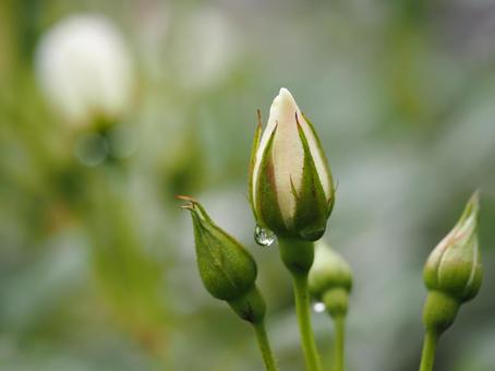 白いバラ　アイスバーグ　つぼみ⑤ バラ,薔薇,花の写真素材