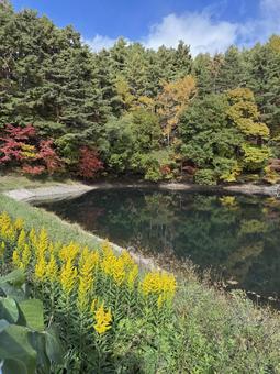 晩秋の大沢の堤の紅葉 大沢の堤,信州,松本市の写真素材