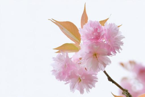 紅色の八重桜　関山 桜,関山,八重桜の写真素材