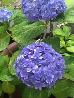 紫陽花 紫陽花の写真