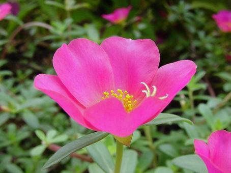 Photo, macro, garden species, colorful, 
