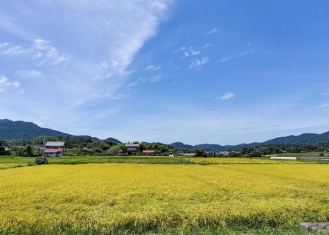 千葉県南部 8月の稲田の風景 千葉県南部 8月の稲田の風景の写真