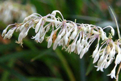 ノシラン ノシランの写真