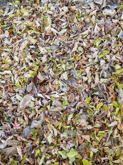 霜の降りたの落ち葉 落ち葉,霜,枯葉の写真素材