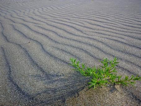 砂浜の植物 砂浜,たくましい植物,砂模様の写真素材