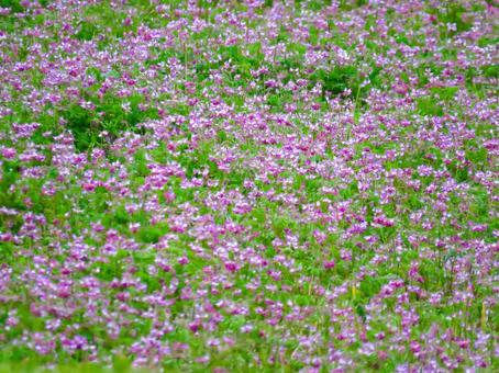 咲き誇るレンゲ畑 咲き誇るレンゲ畑の写真