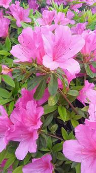 Azalea, JPG Azalea, JPG