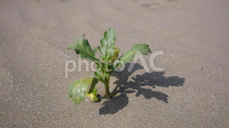 砂浜の植物 雑草,植物,砂浜の写真素材