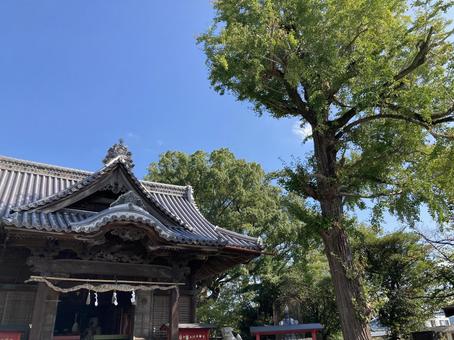 福島八幡宮・拝殿と銀杏 福島八幡宮・拝殿と銀杏 福島八幡宮,福岡県八女市,神社仏閣の写真素材