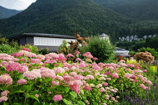 紫陽花の花 紫陽花の花の写真