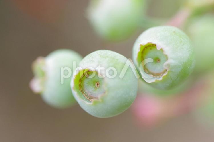 ブルーベリーの実のマクロ写真 ブルーベリー,風合い,鮮やかの写真素材
