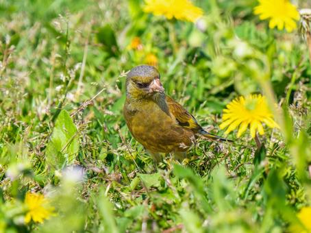 地面を歩くカワラヒワ 地面を歩くカワラヒワの写真