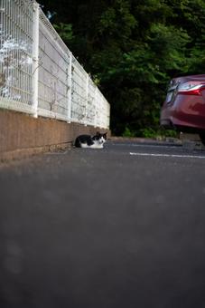 駐車場でくつろぐ白黒猫 猫,ねこ,白黒猫の写真素材