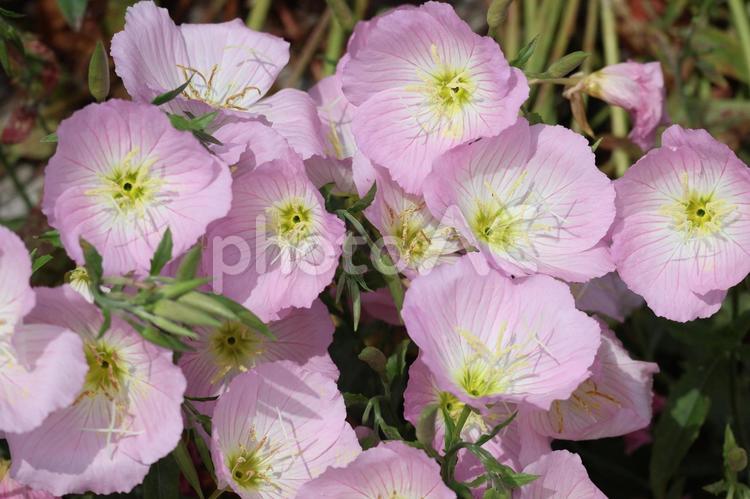 満開に咲くピンクの花びらのツキミソウの花 満開,咲く,ピンクの写真素材