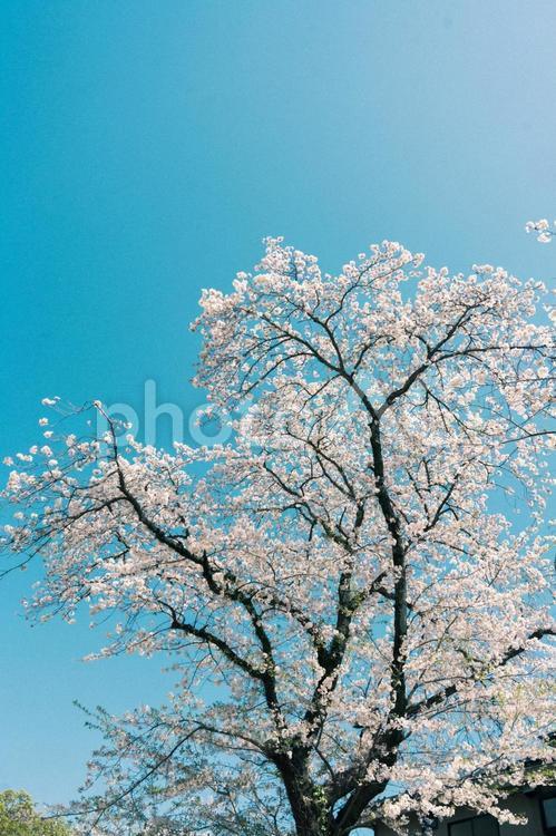 青空と桜８ 桜,ソメイヨシノ,ピンクの写真素材