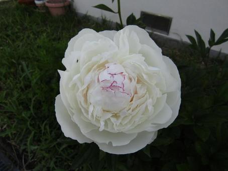 シャクヤク シャクヤク シャクヤク,白い花,花の写真素材