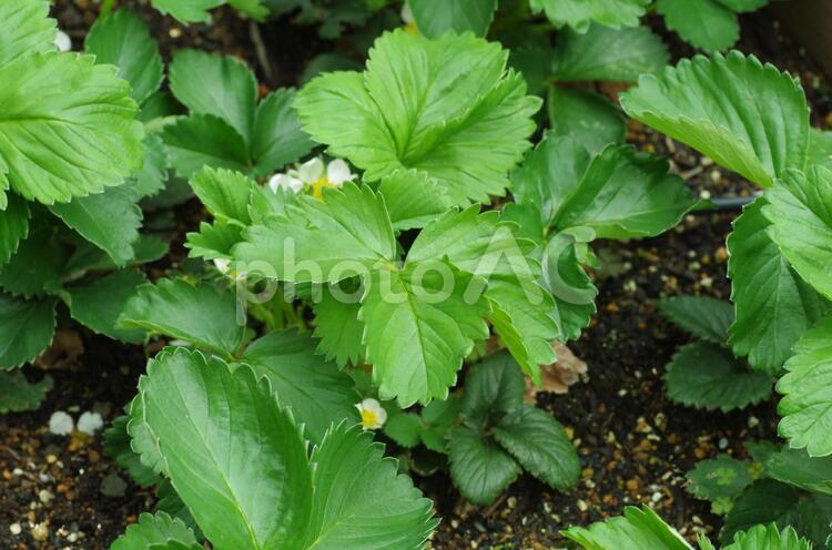 家庭菜園　イチゴの栽培 4月,いちご,イチゴの写真素材