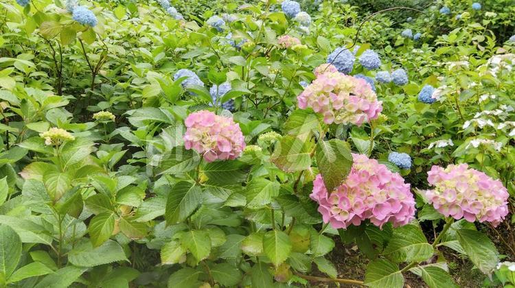 あじさい 紫陽花,あじさい,アジサイの写真素材