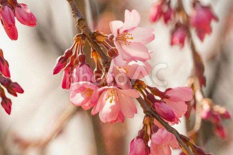 枝垂れ桜 しだれ桜,桜,しだれの写真素材