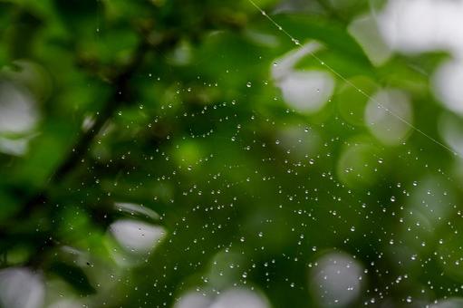 Spider web and water drops⑵, JPG