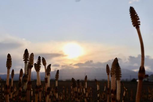 つくし つくし,夕日,綺麗の写真素材