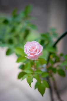 可憐なピンクのバラ バラ,ローズ,ピンクのバラの写真素材
