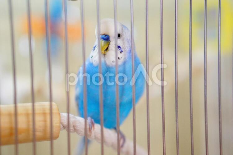 ケージの中からスマイル 鳥篭,サクちゃん,セキセイインコの写真素材
