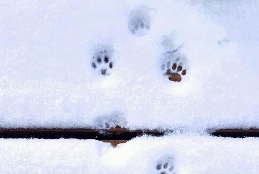 雪の上の猫の足跡 雪,猫,足跡の写真素材
